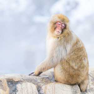 2026-02-13 - Strike a pose<br/>Jigokudani Monkey Park - Yamanouchi - Japan<br/>Canon EOS R5m2 - 115 mm - f/2.8, 1/160 sec, ISO 400