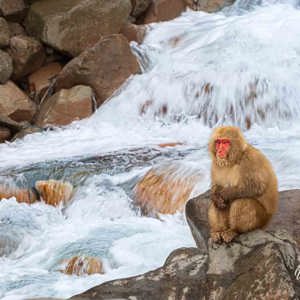 2026-02-14 - Een sneeuw-makaak bij de waterval<br/>Jigokudani Monkey Park - Yamanouchi - Japan<br/>Canon EOS R5m2 - 176 mm - f/10.0, 1/40 sec, ISO 100