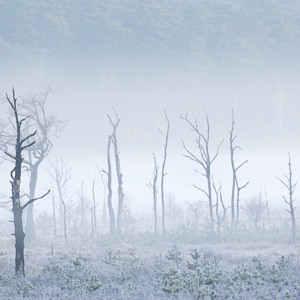 2021-03-24 - Dode bomen in de mist<br/>Brunsummerheide - Brunssum - Nederland<br/>Canon EOS 5D Mark III - 400 mm - f/8.0, 0.04 sec, ISO 100