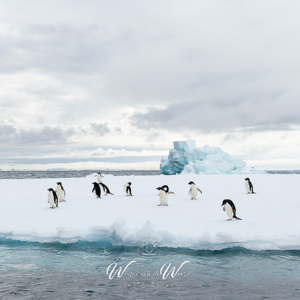 2017-01-02 - Een Weddelzeehond en Adeliepinguïns<br/>Kinnes Cove - Joinville Island - Antarctica<br/>Canon EOS 5D Mark III - 35 mm - f/8.0, 1/250 sec, ISO 200