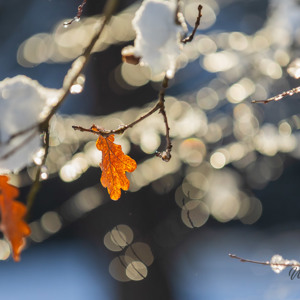 2026-01-04 - Herfstkleur in de winter<br/>Bornia -Heidestein - Zeist - Nederland<br/>Canon EOS R6m2 - 200 mm - f/3.5, 1/2000 sec, ISO 800