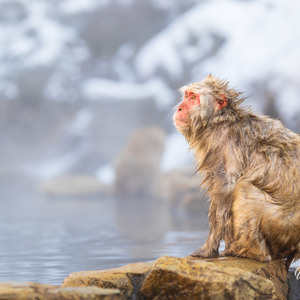 2026-02-13 - Nat uit het water zien ze er niet zo fraai uit<br/>Jigokudani Monkey Park - Yamanouchi - Japan<br/>Canon EOS R5m2 - 115 mm - f/2.8, 1/160 sec, ISO 250