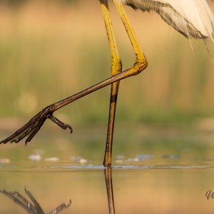 2023-05-23 - Lepelaarspoot in close-up<br/>Fotohutten Bence Máté - Cinema - Pusztaszer - Hongarije<br/>Canon EOS R5 - 300 mm - f/7.1, 1/1250 sec, ISO 1600