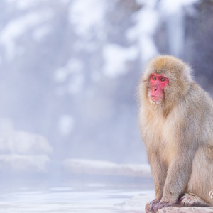 2026-02-13 - Als een soort standbeeld hield hij alles in de gaten<br/>Jigokudani Monkey Park - Yamanouchi - Japan<br/>Canon EOS R5m2 - 223 mm - f/5.6, 1/250 sec, ISO 800