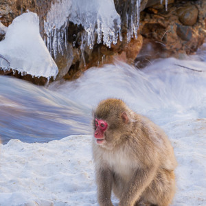 2026-02-14 - Aapje bij de rivier<br/>Jigokudani Monkey Park - Yamanouchi - Japan<br/>Canon EOS R5m2 - 200 mm - f/14.0, 1/13 sec, ISO 200