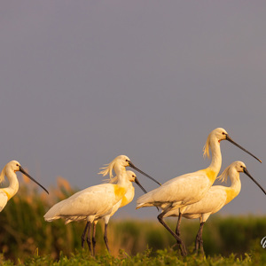 2023-05-27 - Vijf lepelaars op de kant in het gras<br/>Fotohutten Bence Máté  Theater - Pusztaszer - Hongarije<br/>Canon EOS R5 - 300 mm - f/8.0, 1/500 sec, ISO 400