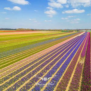 2023-04-18 - Kleurige lijnenspek van de bloembollen, met drone gefotografeerd<br/>Noord-Holland - Nederland<br/>FC3582 - 6.7 mm - f/1.7, 1/1500 sec, ISO 100