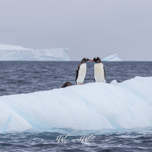 2017-01-03 - Intiem momentje bij de ezelspinguïns<br/>Mikkelsen Harbor - D’Hainaut Island - Antarctica<br/>Canon EOS 7D Mark II - 100 mm - f/5.0, 1/2000 sec, ISO 200