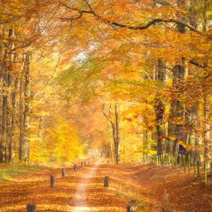 2025-11-07 - Fietspad tussen de kleurige bomen<br/>Erfgooiersbos - Hilversum - Nederland<br/>Canon EOS R5 - 130 mm - f/16.0, 1/8 sec, ISO 400