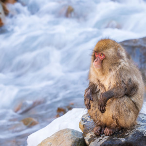 2026-02-15 - Snow monkey zittend bij de rivier<br/>Jigokudani Monkey Park - Yamanouchi - Japan<br/>Canon EOS R5m2 - 223 mm - f/13.0, 0.1 sec, ISO 100