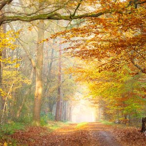 2025-11-07 - Boslaan in de herfst<br/>Erfgooiersbos - Hilversum - Nederland<br/>Canon EOS R5 - 150 mm - f/8.0, 1/6 sec, ISO 400