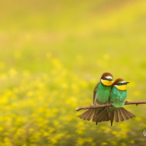 2023-05-24 - Knus naast elkaar op een takje<br/>Fotohutten Bence Máté - Csongrád - Pejkó Lovas Panzió - Hongarije<br/>Canon EOS R5 - 241 mm - f/6.3, 1/1600 sec, ISO 3200