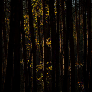 2025-11-07 - Spannend doorkijkje met mooi licht<br/>Erfgooiersbos - Hilversum - Nederland<br/>Canon EOS R5 - 200 mm - f/4.5, 1/640 sec, ISO 400