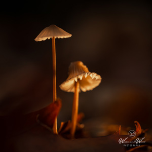 2025-10-10 - Schemerlampjes<br/>Krakelingsebos - Zeist - Nederland<br/>Canon EOS R5 - 100 mm - f/3.5, 1/250 sec, ISO 800