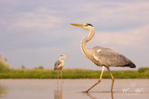 Watervogels - fotohutten Bence Máté