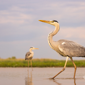 2023-05-27 - Staatsieportret van een blauwe reiger<br/>Fotohutten Bence Máté  Theater - Pusztaszer - Hongarije<br/>Canon EOS R5 - 100 mm - f/5.0, 1/400 sec, ISO 100