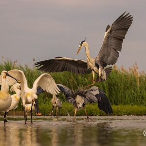 2023-05-27 - Landen valt niet mee tussen de andere reigers en lepelaars<br/>Fotohutten Bence Máté  Theater - Pusztaszer - Hongarije<br/>Canon EOS R5 - 124 mm - f/5.6, 1/3200 sec, ISO 1600