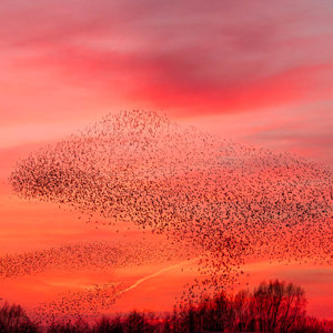 2014-03-13 - Chaos in de spreeuwenzwerm<br/>Sluitwachter 18 - Nijkerk - Nederland<br/>Canon EOS 7D - 70 mm - f/4.0, 1/250 sec, ISO 1600