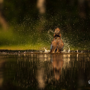 2023-05-26 - De gaai spettert er lustig op los<br/>Fotohutten Bence Máté  Drinkin - Pusztaszer - Hongarije<br/>Canon EOS R5 - 200 mm - f/5.6, 1/4000 sec, ISO 1600