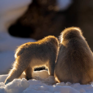 2026-02-13 - Veilig schuilen bij moeders<br/>Jigokudani Monkey Park - Yamanouchi - Japan<br/>Canon EOS R5m2 - 500 mm - f/7.1, 1/500 sec, ISO 250