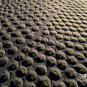 2025-10-26 - Alleen een onverharde weg doorsnijdt de kuilen van de wijnranken<br/>Wijngebied - La Geria - Spanje<br/>FC3582 - 6.7 mm - f/1.7, 1/500 sec, ISO 130