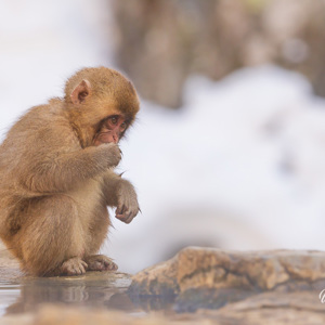 2026-02-13 - De kleintjes waren echt schattig<br/>Jigokudani Monkey Park - Yamanouchi - Japan<br/>Canon EOS R5m2 - 400 mm - f/7.1, 1/400 sec, ISO 800