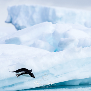 2017-01-02 - Yeah, I can fly...<br/>Kinnes Cove - Joinville Island - Antarctica<br/>Canon EOS 7D Mark II - 400 mm - f/8.0, 1/2000 sec, ISO 400