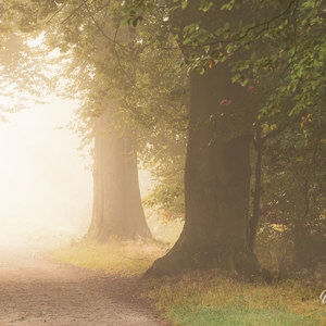 2021-10-08 - Mist in het bos<br/>Den Treek - Leusden - Nederland<br/>Canon EOS 5D Mark III - 200 mm - f/8.0, 0.4 sec, ISO 200
