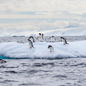 2017-01-03 - De pinguins duiken steeds weer het water in en uit<br/>Mikkelsen Harbor - D’Hainaut Island - Antarctica<br/>Canon EOS 7D Mark II - 100 mm - f/4.5, 1/2000 sec, ISO 200