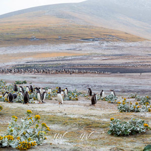2016-12-22 - Het landschap met de pinguïns was prachtig<br/>Saunders Island - Falkland eilanden - Verenigd Koninkrijk<br/>Canon EOS 5D Mark III - 70 mm - f/8.0, 0.02 sec, ISO 200