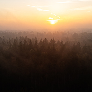 2025-11-07 - Mistig bos bij zonsopkomst<br/>Veluwe - Nederland<br/>DJI Mini 3 Pro - 6.7 mm - f/1.7, 1/640 sec, ISO 100