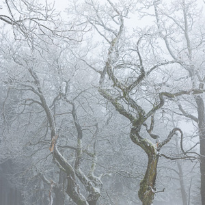 2022-01-21 - Grillige bomen in de sneeuw<br/>Baraque Michel - Weismes - België<br/>Canon EOS R5 - 58 mm - f/5.6, 1/80 sec, ISO 125