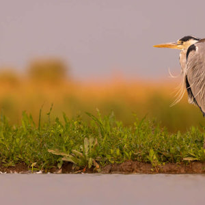 2023-05-27 - Prachtig verenkleed van deze blauwe reiger<br/>Fotohutten Bence Máté  Theater - Pusztaszer - Hongarije<br/>Canon EOS R5 - 400 mm - f/5.6, 1/250 sec, ISO 1600