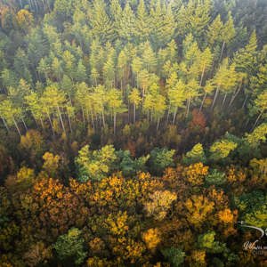 2025-11-07 - Herfstbos van boven<br/>Veluwe - Nederland<br/>DJI Mini 3 Pro - 6.7 mm - f/1.7, 1/80 sec, ISO 100