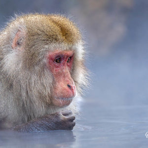2026-02-14 - Apen portret<br/>Jigokudani Monkey Park - Yamanouchi - Japan<br/>Canon EOS R5m2 - 324 mm - f/5.6, 1/400 sec, ISO 3200