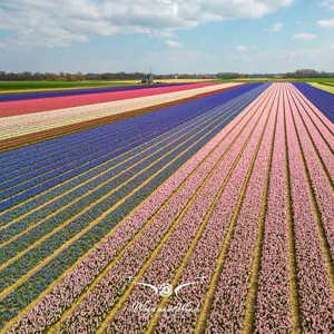 2023-04-18 - Molen aan de rand van het bloembollenveld, met drone gemomen<br/>Noord-Holland - Nederland<br/>FC3582 - 6.7 mm - f/1.7, 1/3200 sec, ISO 120