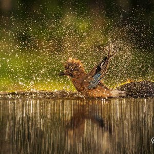 2023-05-26 - Gaai met waterdruppels, mooi van achter belicht<br/>Fotohutten Bence Máté  Drinkin - Pusztaszer - Hongarije<br/>Canon EOS R5 - 200 mm - f/5.6, 1/1600 sec, ISO 1600