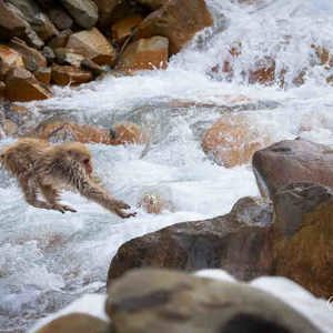 2026-02-15 - De apen springen zo over de rivier<br/>Jigokudani Monkey Park - Yamanouchi - Japan<br/>Canon EOS R5m2 - 114 mm - f/5.0, 1/2500 sec, ISO 4000