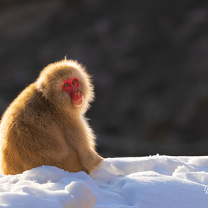 2026-02-13 - Een aap in prachtig tegenlicht<br/>Jigokudani Monkey Park - Yamanouchi - Japan<br/>Canon EOS R5m2 - 500 mm - f/7.1, 1/500 sec, ISO 500