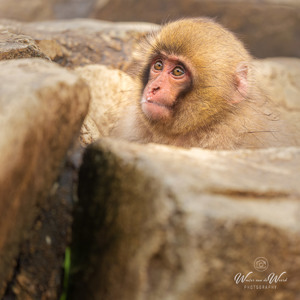 2026-02-14 - Onopvallend tussen de stenen<br/>Jigokudani Monkey Park - Yamanouchi - Japan<br/>Canon EOS R5m2 - 363 mm - f/6.3, 1/500 sec, ISO 1250