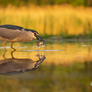 2023-05-23 - Kwak met vis, mooi weerspiegeld in het water<br/>Fotohutten Bence Máté - Cinema - Pusztaszer - Hongarije<br/>Canon EOS R5 - 170 mm - f/5.6, 1/640 sec, ISO 1600