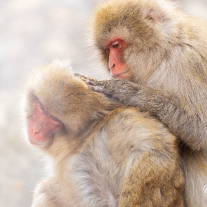 2026-02-15 - Al vlooiend de band met elkaar versterken<br/>Jigokudani Monkey Park - Yamanouchi - Japan<br/>Canon EOS R5m2 - 500 mm - f/7.1, 1/640 sec, ISO 6400