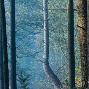 2020-11-08 - Het buitenbeentje in het bos<br/>Noordhout - Doorn - Nederland<br/>Canon EOS 5D Mark III - 200 mm - f/11.0, 0.4 sec, ISO 100