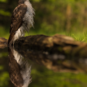 2023-05-22 - Na het badderen gaf de havik een luide schreeuw<br/>Fotohutten Bence Máté - Drinki - Pusztaszer - Hongarije<br/>Canon EOS R5 - 200 mm - f/6.3, 1/500 sec, ISO 1600