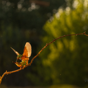 2023-05-25 - Parende ijsvogels<br/>Fotohutten Bence Máté - Kingfi - Pusztaszer - Hongarije<br/>Canon EOS R5 - 176 mm - f/5.6, 1/2000 sec, ISO 1600