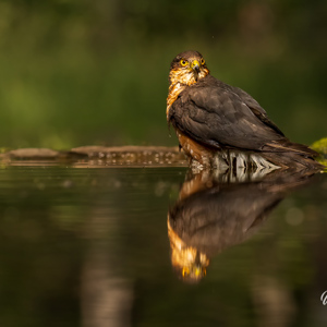 2023-05-26 - Een sperwer, op zijn hoede voor hij een bad gaat nemen<br/>Fotohutten Bence Máté  Drinkin - Pusztaszer - Hongarije<br/>Canon EOS R5 - 188 mm - f/5.6, 1/2500 sec, ISO 3200