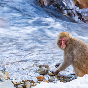 2026-02-13 - Met lange sluitertijd voor het stromende water<br/>Jigokudani Monkey Park - Yamanouchi - Japan<br/>Canon EOS R5m2 - 363 mm - f/7.1, 1/30 sec, ISO 200