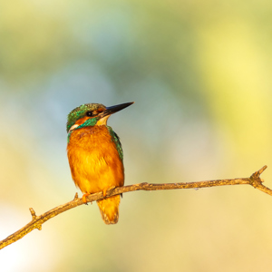 2023-05-22 - IJsvogel in prachtig warm licht<br/>Fotohutten Bence Máté - Kingfi - Pusztaszer - Hongarije<br/>Canon EOS R5 - 400 mm - f/5.6, 1/400 sec, ISO 1600