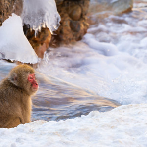 2026-02-13 - Sneeuw-makaak bij de rivier<br/>Jigokudani Monkey Park - Yamanouchi - Japan<br/>Canon EOS R5m2 - 363 mm - f/10.0, 1/30 sec, ISO 200