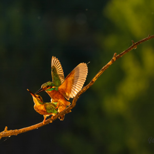 2023-05-25 - Parende ijsvogels<br/>Fotohutten Bence Máté - Kingfi - Pusztaszer - Hongarije<br/>Canon EOS R5 - 176 mm - f/5.6, 1/2000 sec, ISO 1600